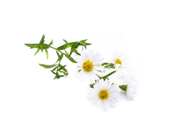 istock White Aster divaricatus isolated on white background 1278237976