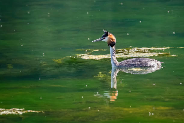 istock Close up of a Great Crested Grebe on lake 1278239316