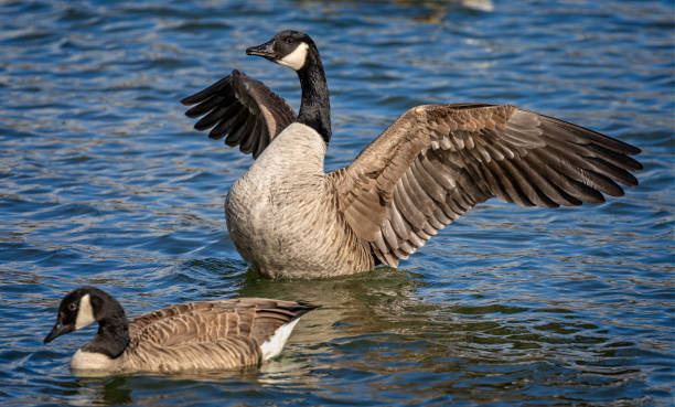 istock Canada Goose flapping wings on lake 1278239429