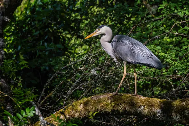 Close up of a Grey Heron perched on a mossy tree trunk