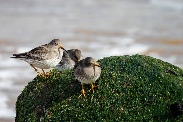 Group of three Purple Sandpipers - Calidris maritima - on sea shore rock Group of three Purple Sandpipers - Calidris maritima - on sea shore rock at Horsey Gap in Norfolk, UK nigel pack stock pictures, royalty-free photos & images
