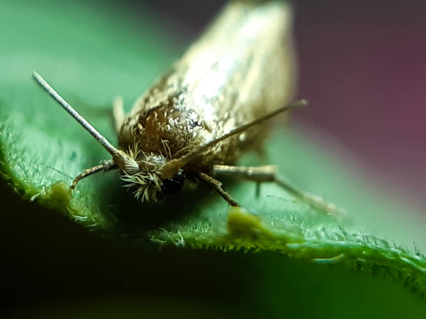 istock A black insect sitting on a green leaf and reflecting sunlight. 1278239611