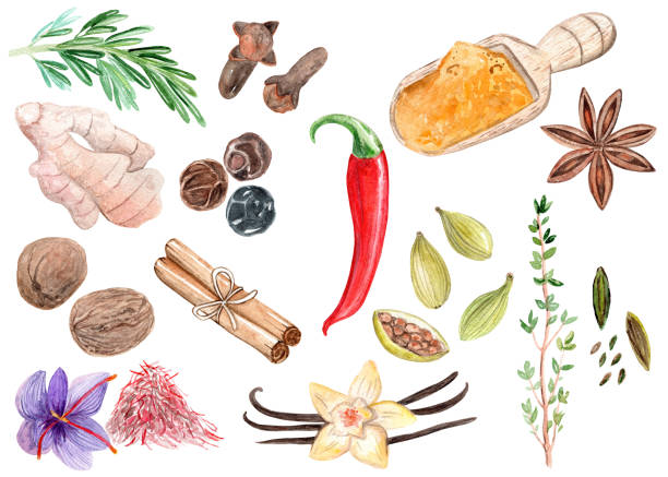 ilustrações de stock, clip art, desenhos animados e ícones de watercolor spices and herbs clipart on white background - indian culture spice cooking herb
