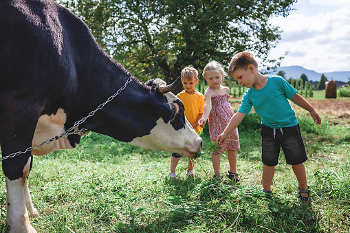 Group of farmer children feeding black and white cow with green grass during their summer vacation. Cow grazing near the farm in the mountains. Happy summertime, outdoor lifestyle