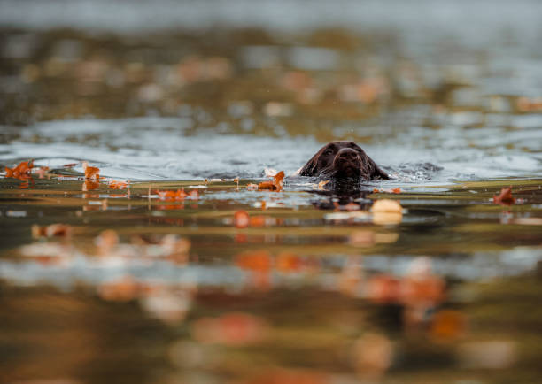 i̇şaretçi köpek nehirde yüzme - alman kısa tüylü pointeri stok fotoğraflar ve resimler