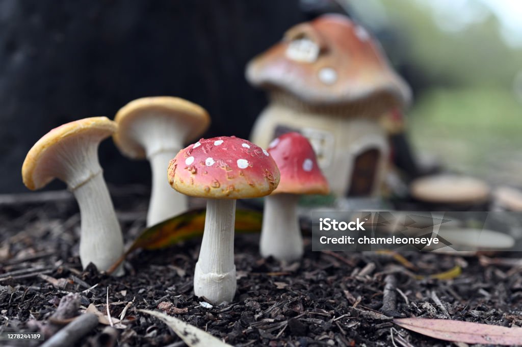 Mushroom fairy house in the forest A small mushroom fairy house in the forest. Plant Stock Photo