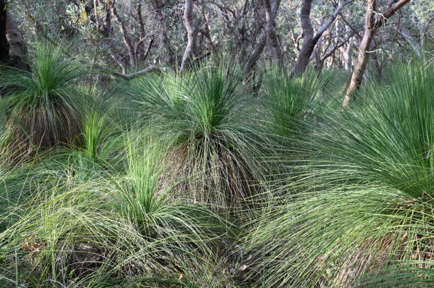 Xanthorrhoea is a genus of about 30 species of flowering plants endemic to Australia known by the name grass tree.The rate of growth of Xanthorrhoea is very slow and can range between 200 to 600 years