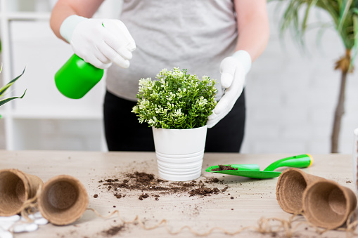close up of female gardener hands planting and watering flowers with spray bottle