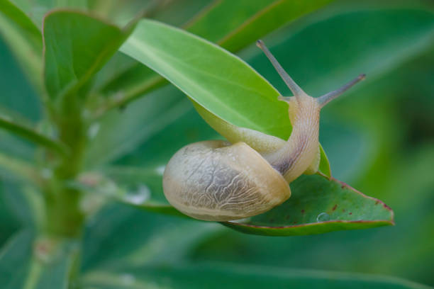 Big snail is crawling on grass or leaf at summer day in garden. Snail close up. Selective focus.