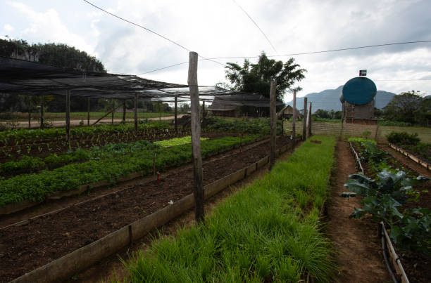 istock Rural landscape in Vinales Valley 1278246127