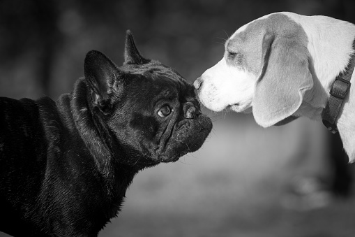 Black and white photo of two dogs, beagle and French Bulldog, walking outdoors