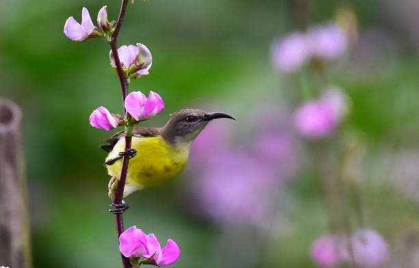 istock Olive-backed sunbird at tree with flower. 1278248724