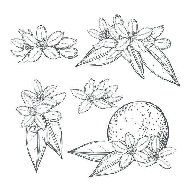 ilustrações, clipart, desenhos animados e ícones de neroli , flores de laranja. ilustração vetorial. - petal bud plant agriculture