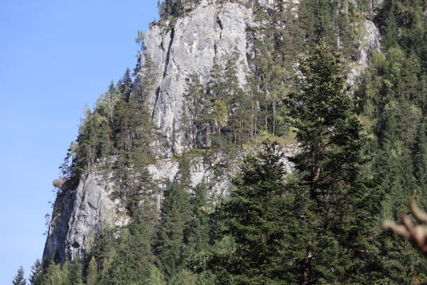istock Carpathian Montain rock in Romania , Bicaz Chei, Pine forest 1278251331