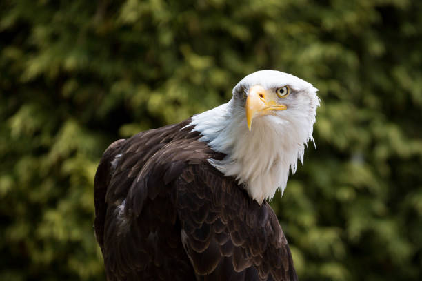 istock Close up of American Bald Eagle head 1278252448