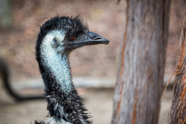 istock Close up side on view of Emu head. 1278252455