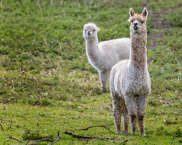 istock Close of white Alpaca with head erect and funny facial expression 1278252992