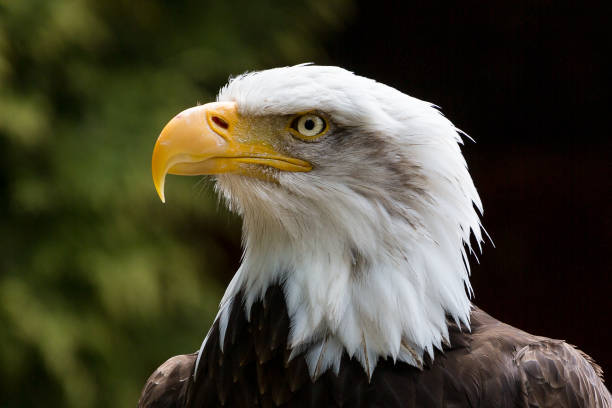 istock Close up of American Bald Eagle head 1278252993