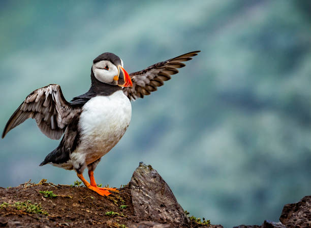istock Close up of single Puffin flapping wings 1278252999