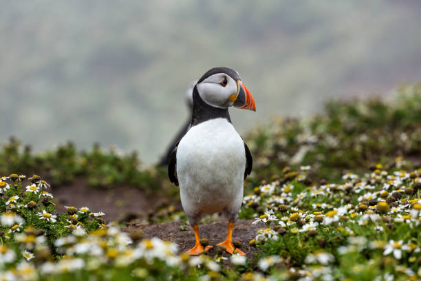 istock Close up of single Puffin 1278253052