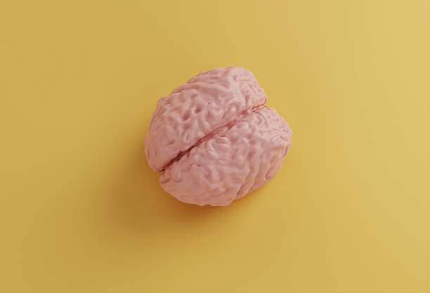 istock human pink brain model on yellow background, minimal concept, 3d illustration 1278253166