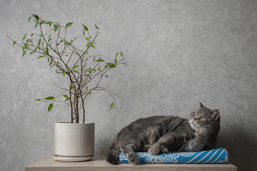 British shorthair tabby cat lies on a blanket next to a house plant. The pet looks thoughtfully at the potted plant. Keeping and caring for pets, rest time or cozy home concept.