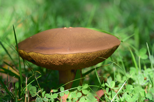 A brown tubular mushroom with a large umbrella stands in a meadow and clover
