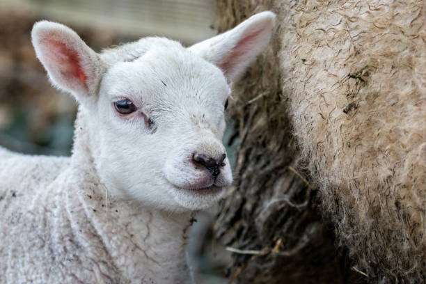istock Close up of cute newborn Spring lamb 1278253368