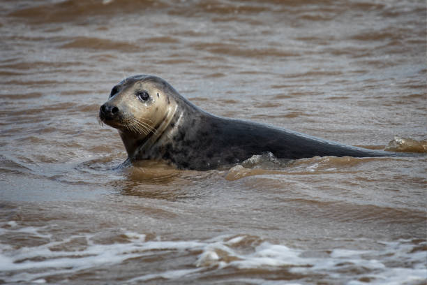 Close up of grey seal swimming in the sea off the beach at Horsey Gap in Norfolk Close up of grey seal swimming in the sea off the beach at Horsey Gap in Norfolk, UK nigel pack stock pictures, royalty-free photos & images