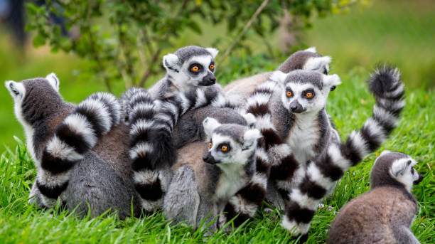Close up of group of ring tailed lemurs huddled together Close up of group of ring tailed lemurs huddled together outdoors nigel pack stock pictures, royalty-free photos & images
