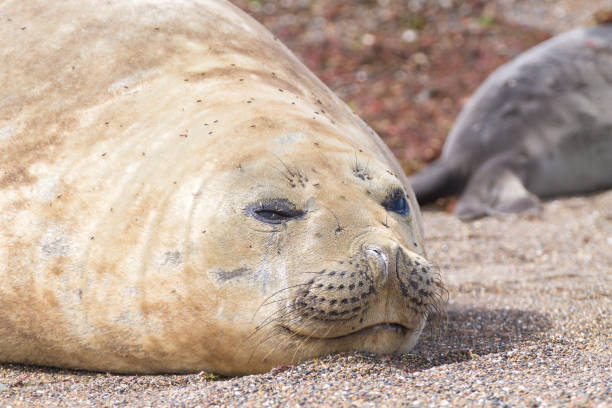 istock Elephant seal on beach close up, Patagonia, Argentina 1278253514