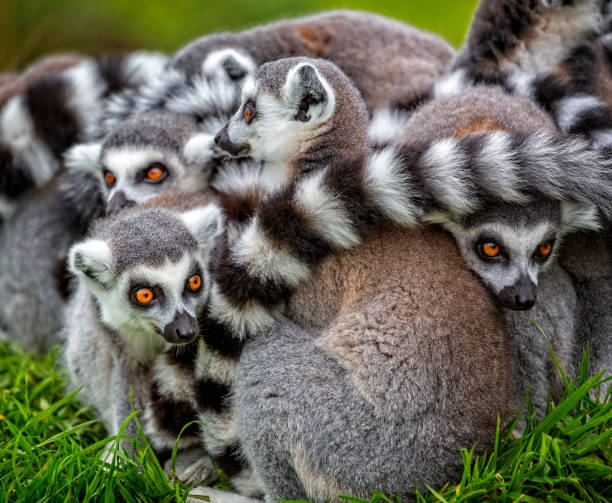 Close up of group of ring tailed lemurs huddled together stock photo