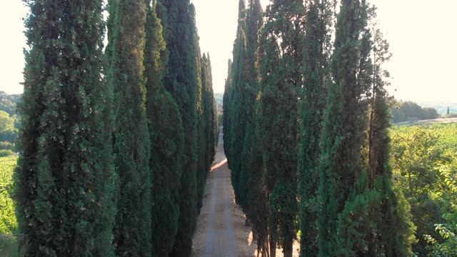 Drone moving through cypress trees in tuscany Asciano