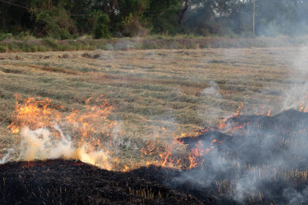 istock View of burning rice straw in rural rice field. 1278258096
