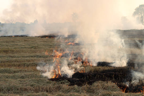 istock View of burning rice straw in rural rice field. 1278258207