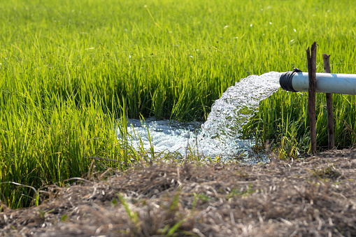 Close-up shots stop the current flowing out of the plastic pipe into the rice field near the mound of dry grass.