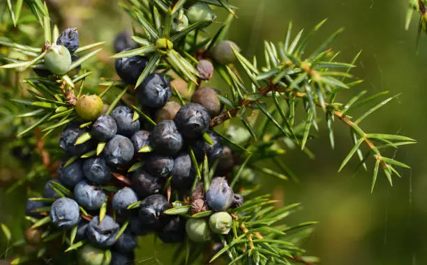 Close up of green and ripe juniper berries on the bush, in autumn with threads and leaves