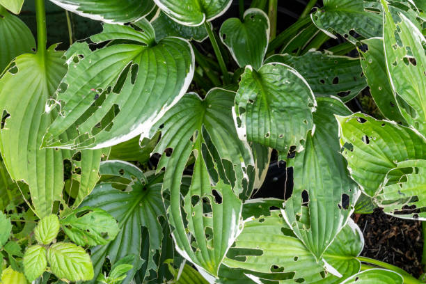 istock Hosta plant also known as plantain lily with snail and slug damage 1278259560