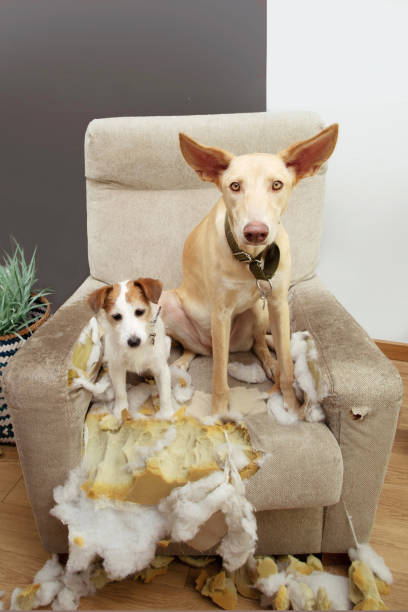istock Two guilty puppies dog after bite, destroy and chewing a sofa. 1278259962