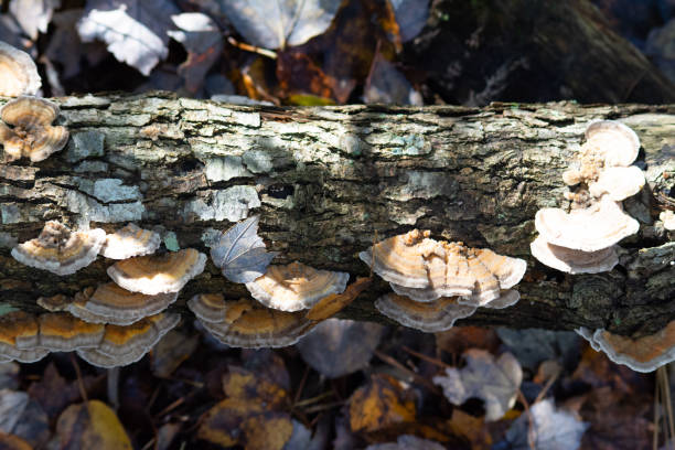 istock Nurse log with orange fungi in light and shadow 1278260764