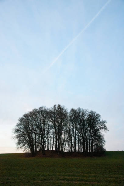 istock Group of leafless trees in a field 1278260786