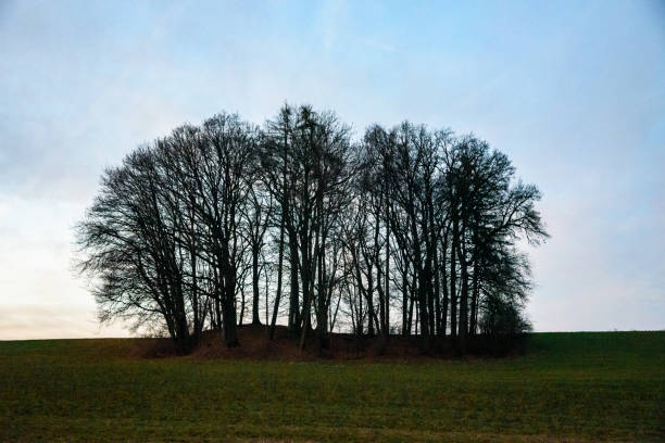 Group of leafless deciduous trees on a field in December