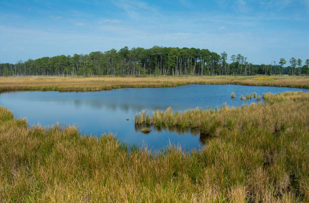 istock Fall Marsh Blackwater National Wildlife Refuge 1 1278261009