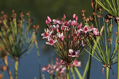 11 september 2020, Basse Yutz, Yutz, Thionville portes de France, Moselle, Lorraine, Grand est, France. On the banks of the river, close-up on a Flowering-rush flower, growing on the bank.