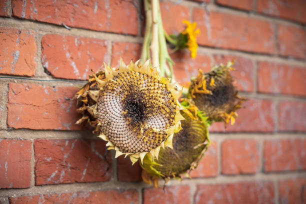 Drying sunflower heads for birds UK Drying sunflower heads for birds, dried sunflowers for bird food UK helianthus stock pictures, royalty-free photos & images