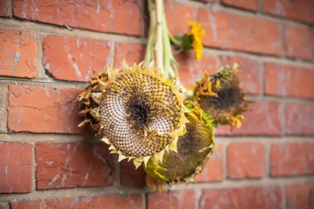 Drying sunflower heads for birds, dried sunflowers for bird food UK