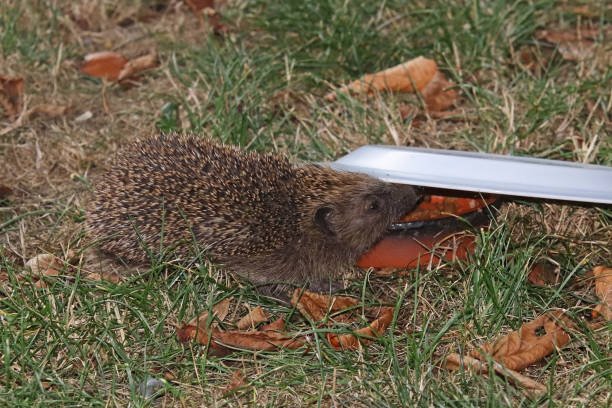 istock European hedgehog (Erinaceus europaeus). 1278263332