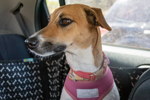 istock the female dog 1278263390