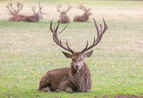 Lying strong stag with a group of stags in the background.