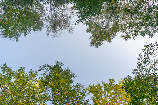 Looking up through the treetops. Beautiful natural frame of foliage against the sky. Copy space.Green leaves of a tree against the blue sky. Sun soft light through the green foliage of the tree.